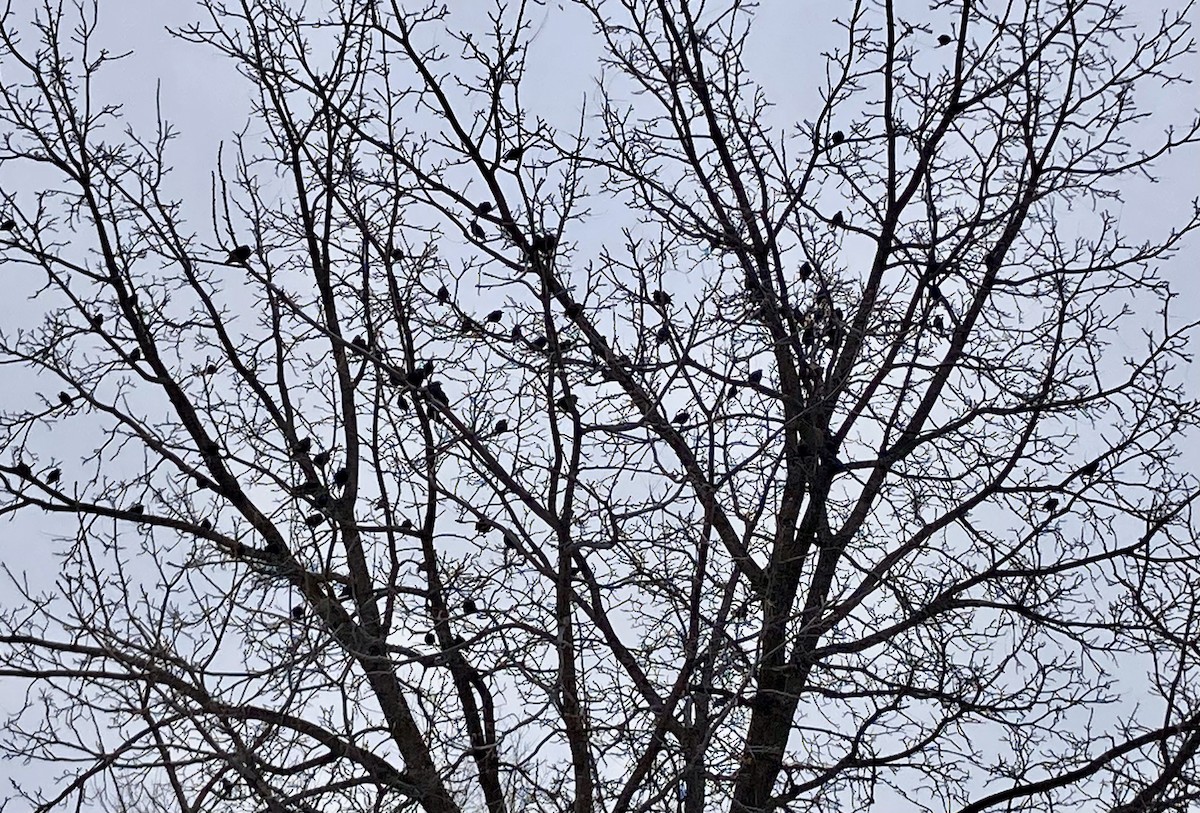 歐洲椋鳥 - ML646312061