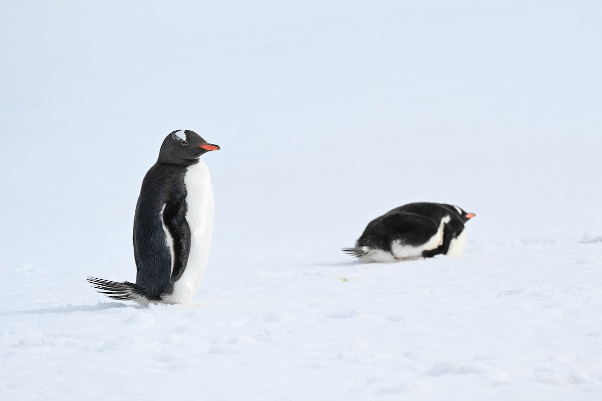 Gentoo Penguin - ML646312063