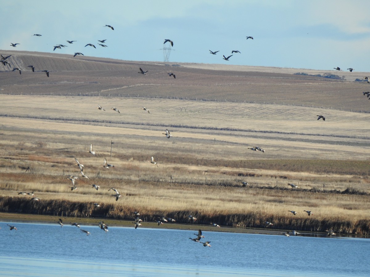 Antzara hankagorrizta - ML646312064