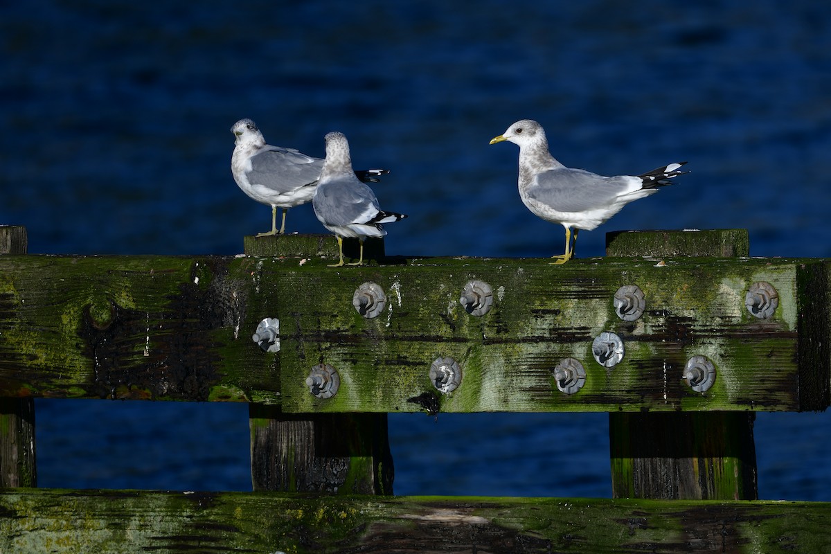 Short-billed Gull - ML646312065