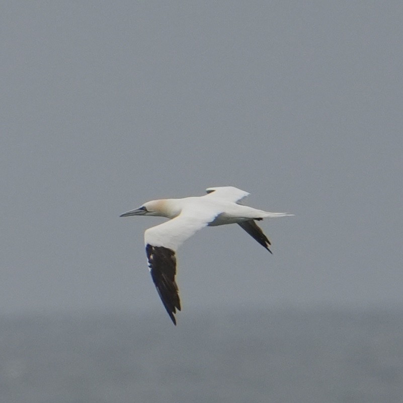 סולה מצויה - ML646312069