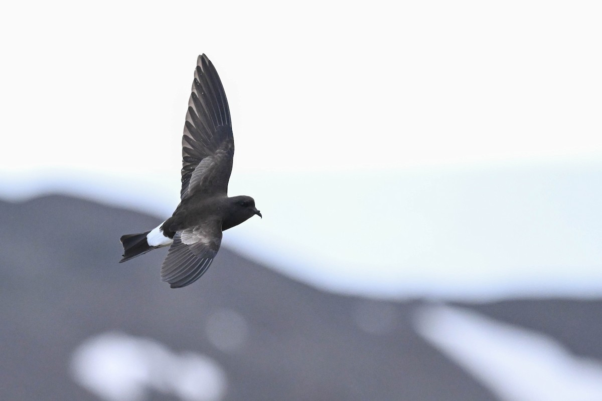 黃蹼洋海燕 - ML646312071