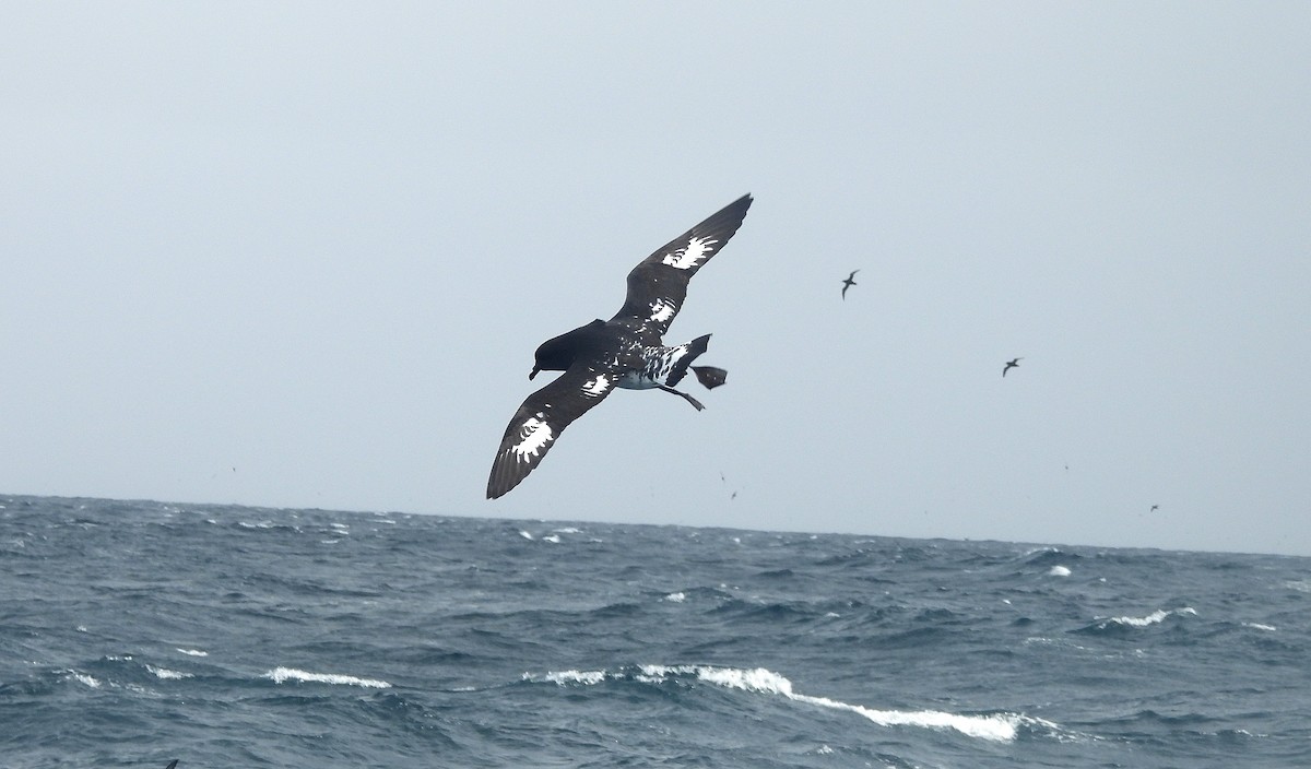 Pintado Petrel (Snares) - ML646312084