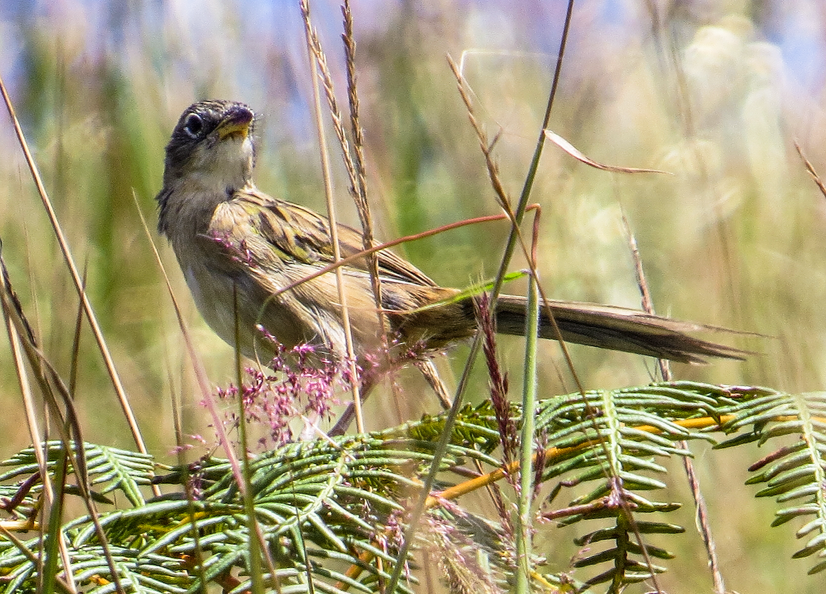 Wedge-tailed Grass-Finch - ML646312085