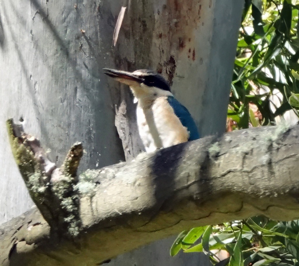 Sacred Kingfisher - ML646312086