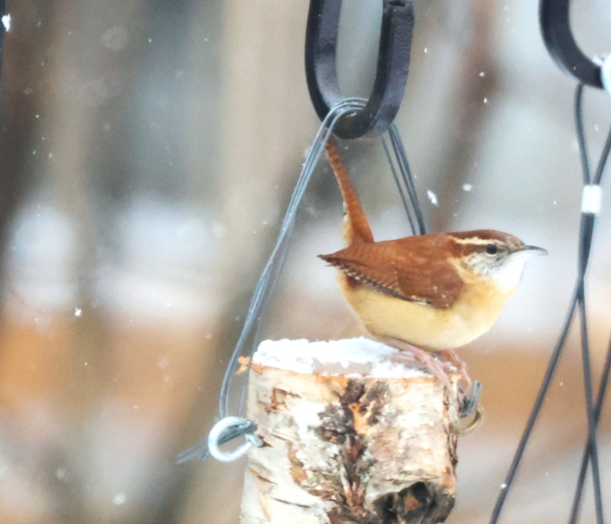 Carolina Wren - ML646312097