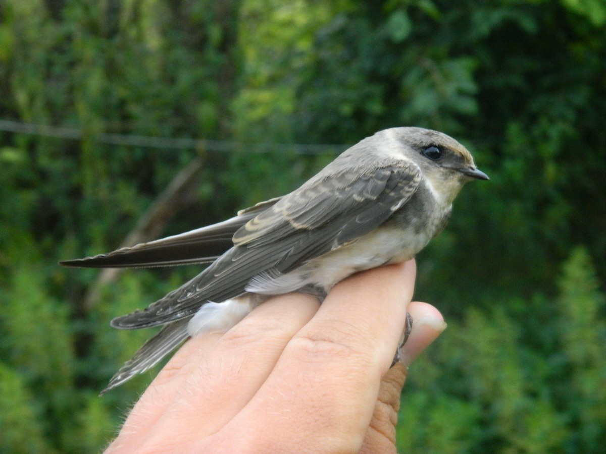 Bank Swallow - ML646312098