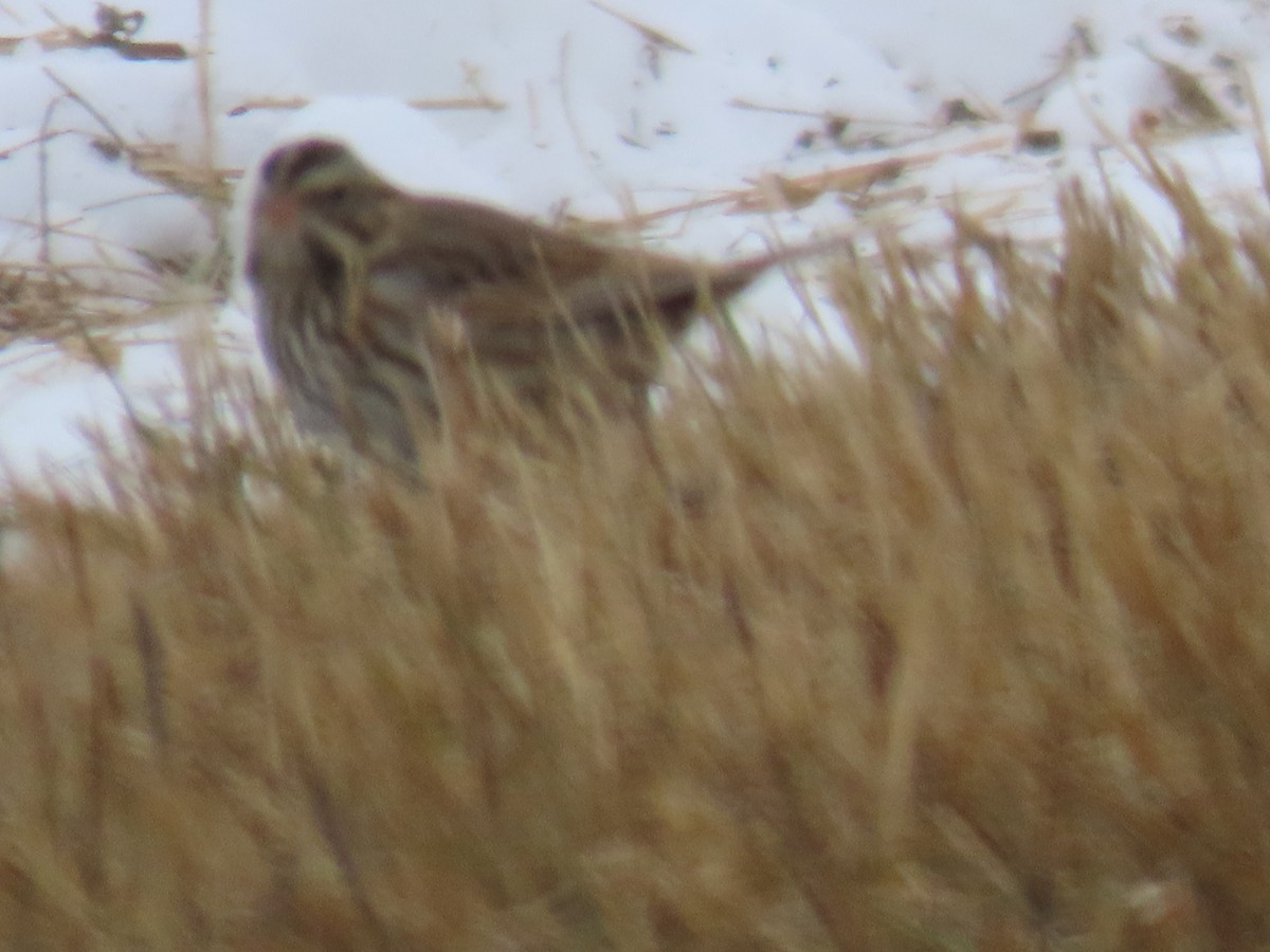 Savannah Sparrow - ML646312099