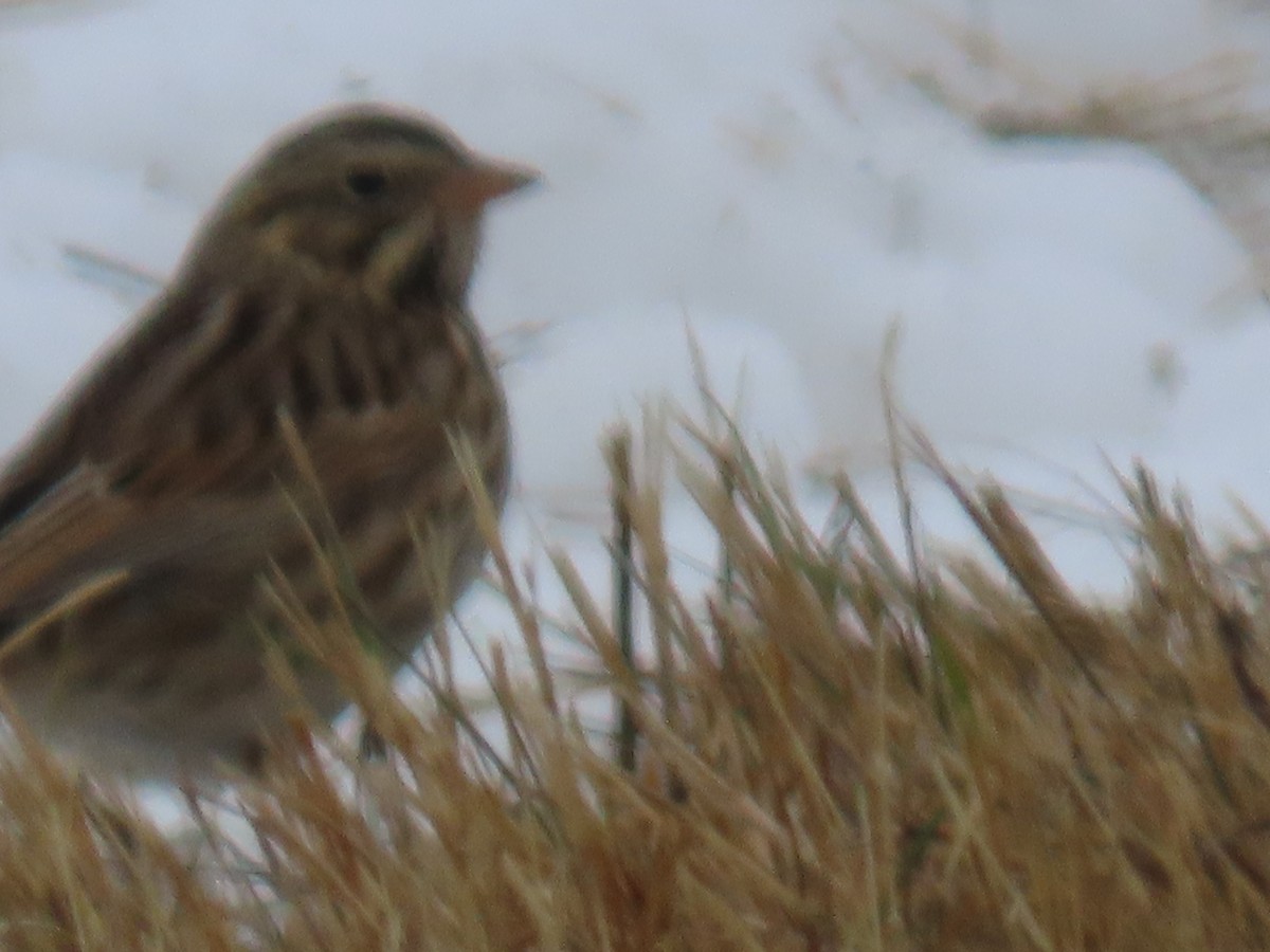 Savannah Sparrow - ML646312102