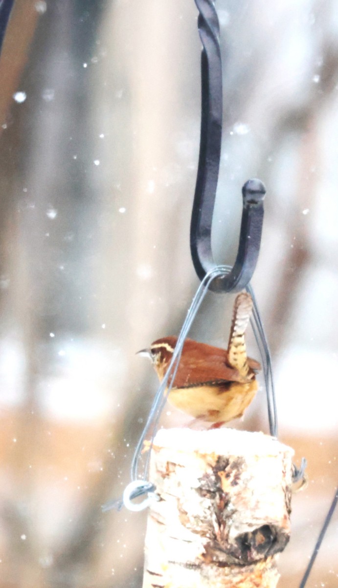 Carolina Wren - ML646312103