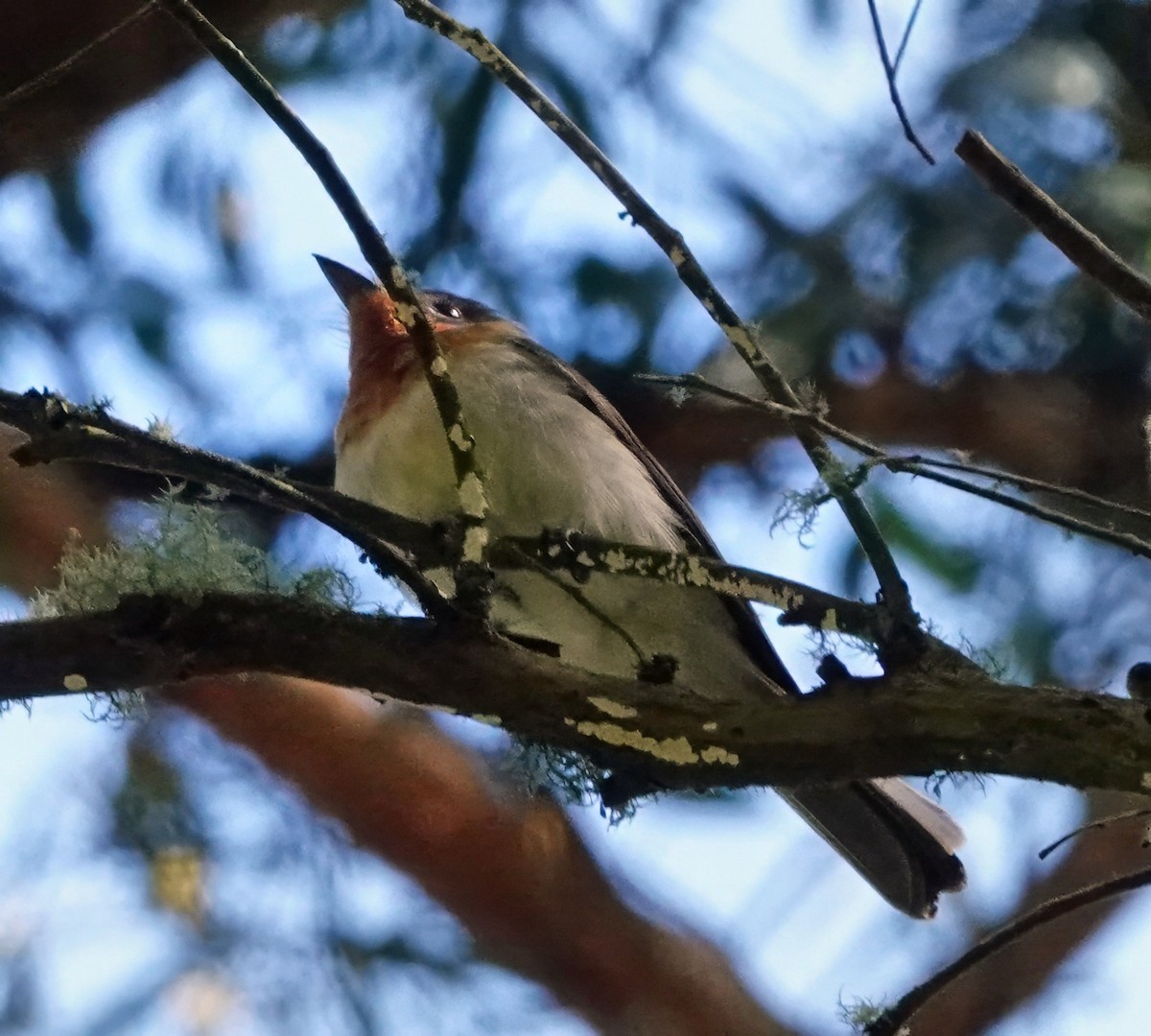 Satin Flycatcher - ML646312111