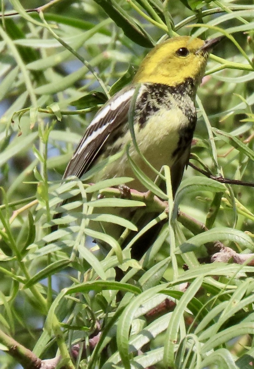 Black-throated Green Warbler - ML646312122