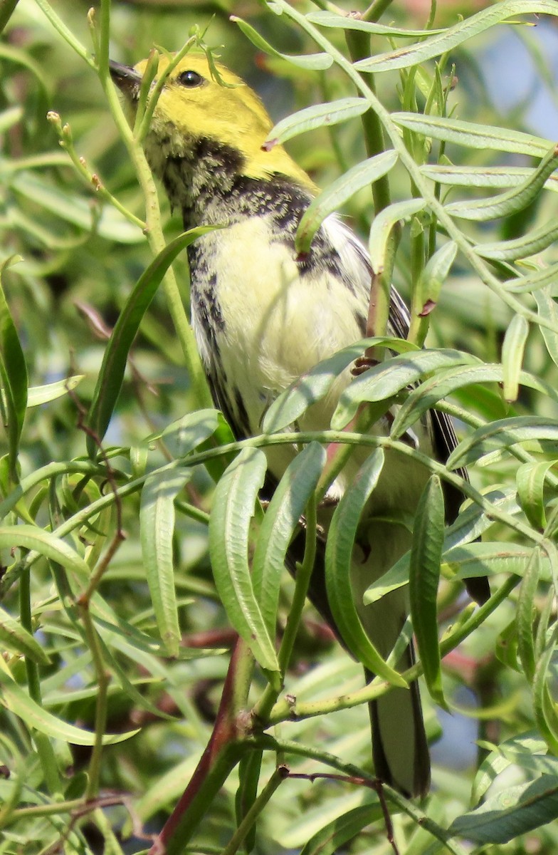 Black-throated Green Warbler - ML646312123