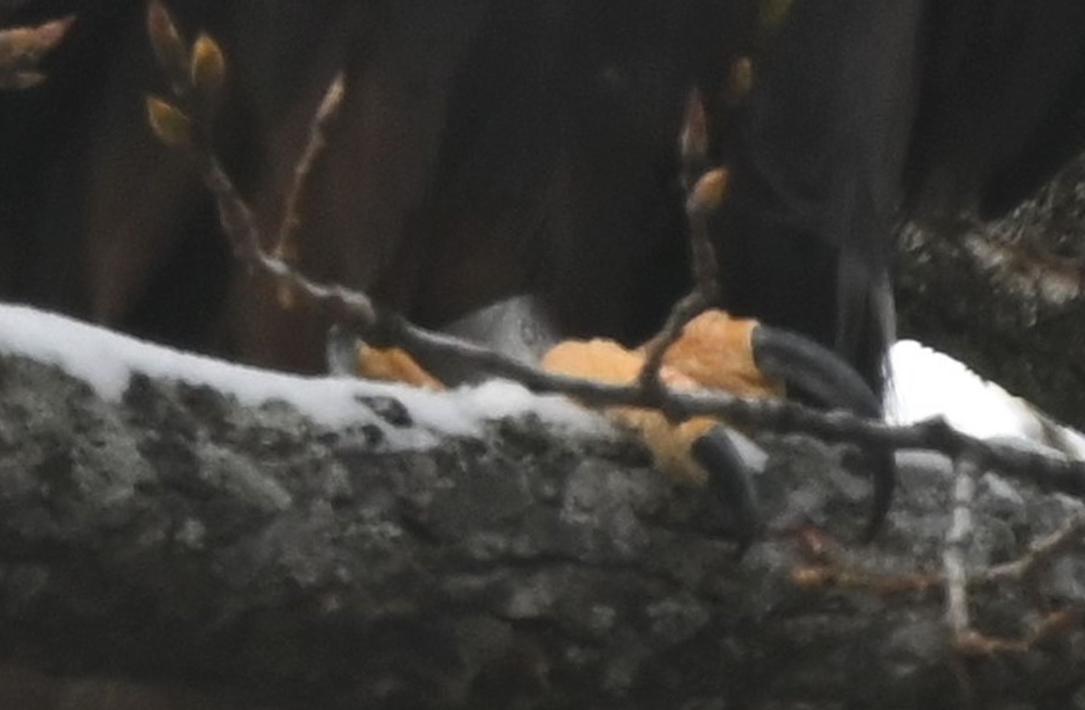 orel skalní - ML646312125