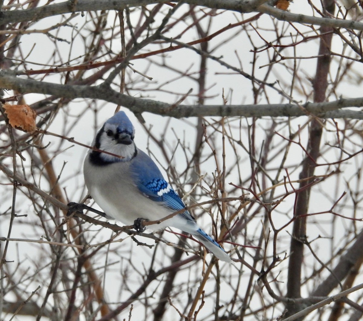 Blue Jay - ML646312133