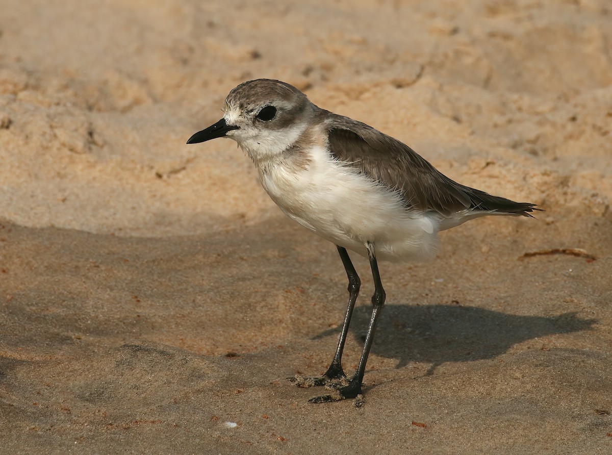 Tibet Cılıbıtı - ML646312135