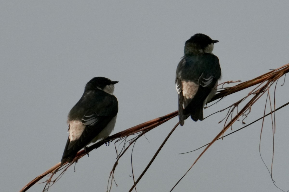 Mangrove Swallow - ML646312146