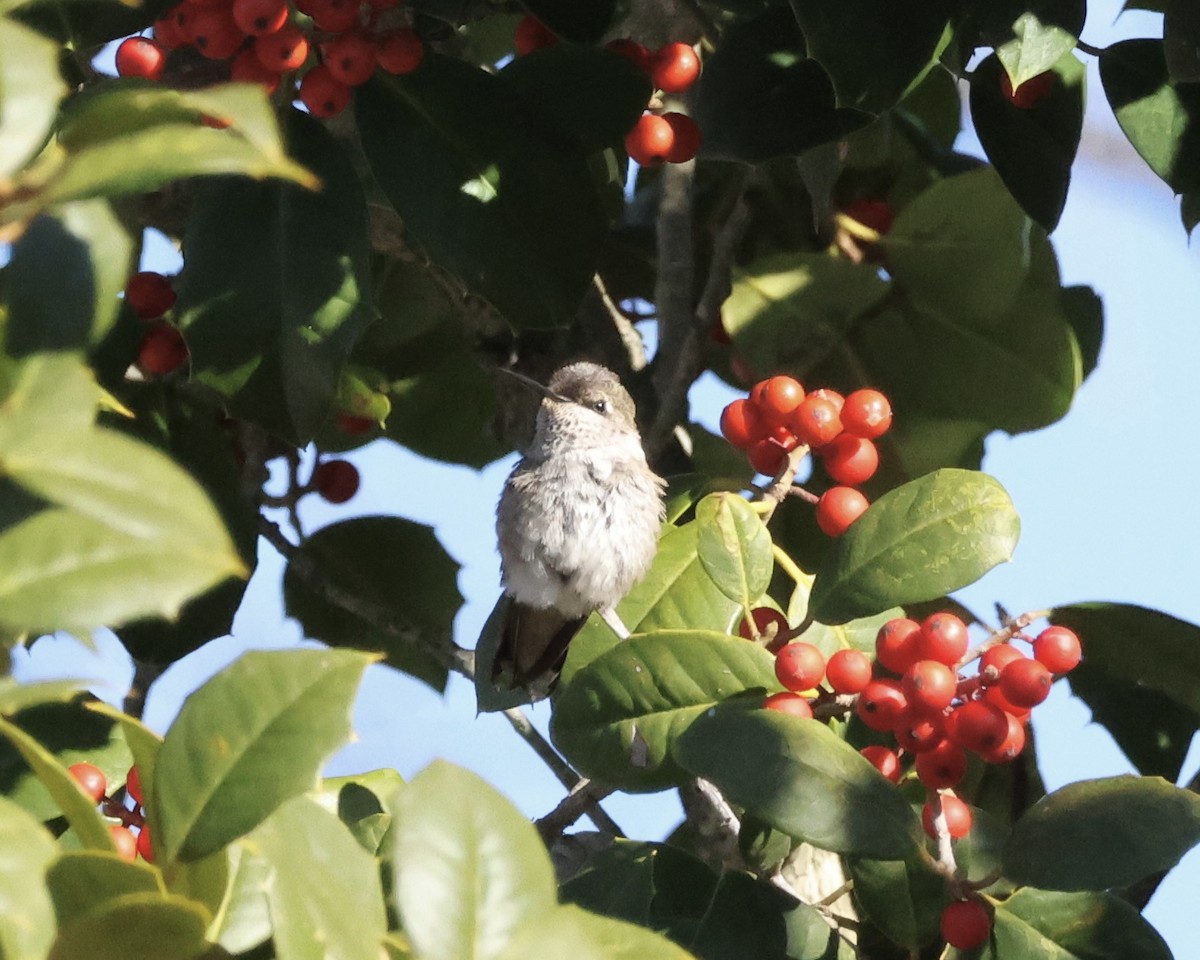 Black-chinned Hummingbird - ML646312147