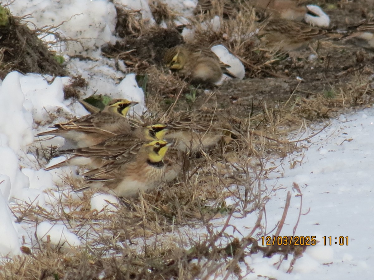 Horned Lark - ML646312148