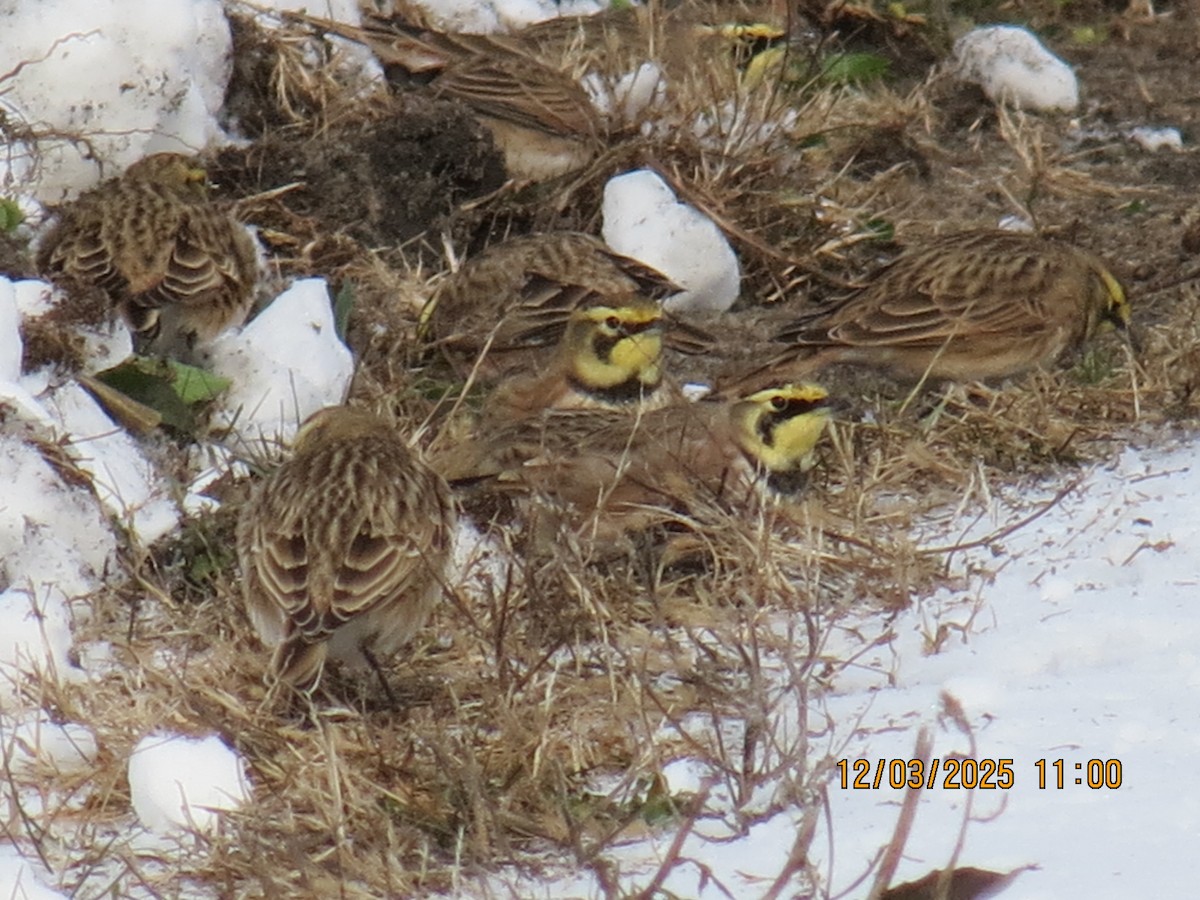 Horned Lark - ML646312149