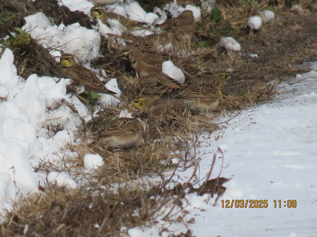 Horned Lark - ML646312150