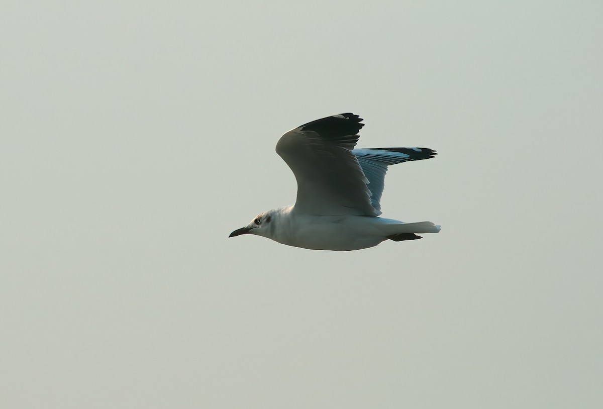 Brown-headed Gull - ML646312170
