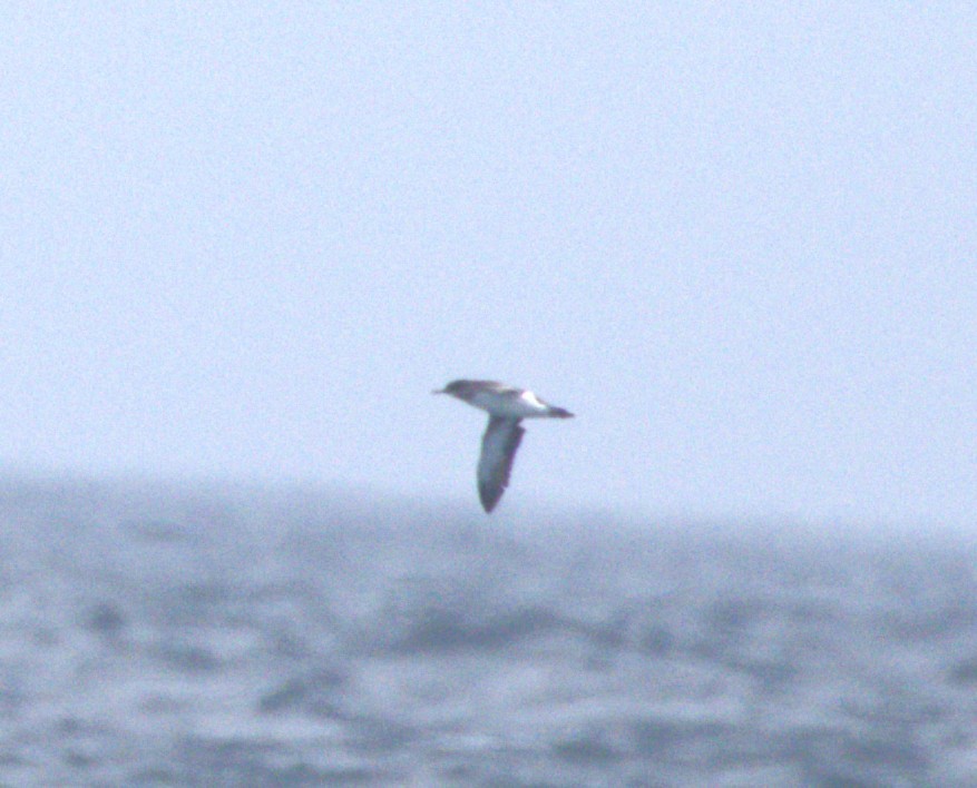 Fluttering Shearwater - ML646312177