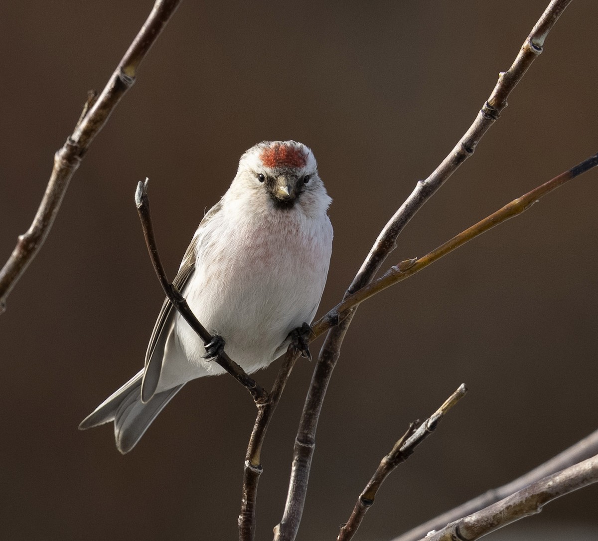 Redpoll (Hoary) - ML646312183