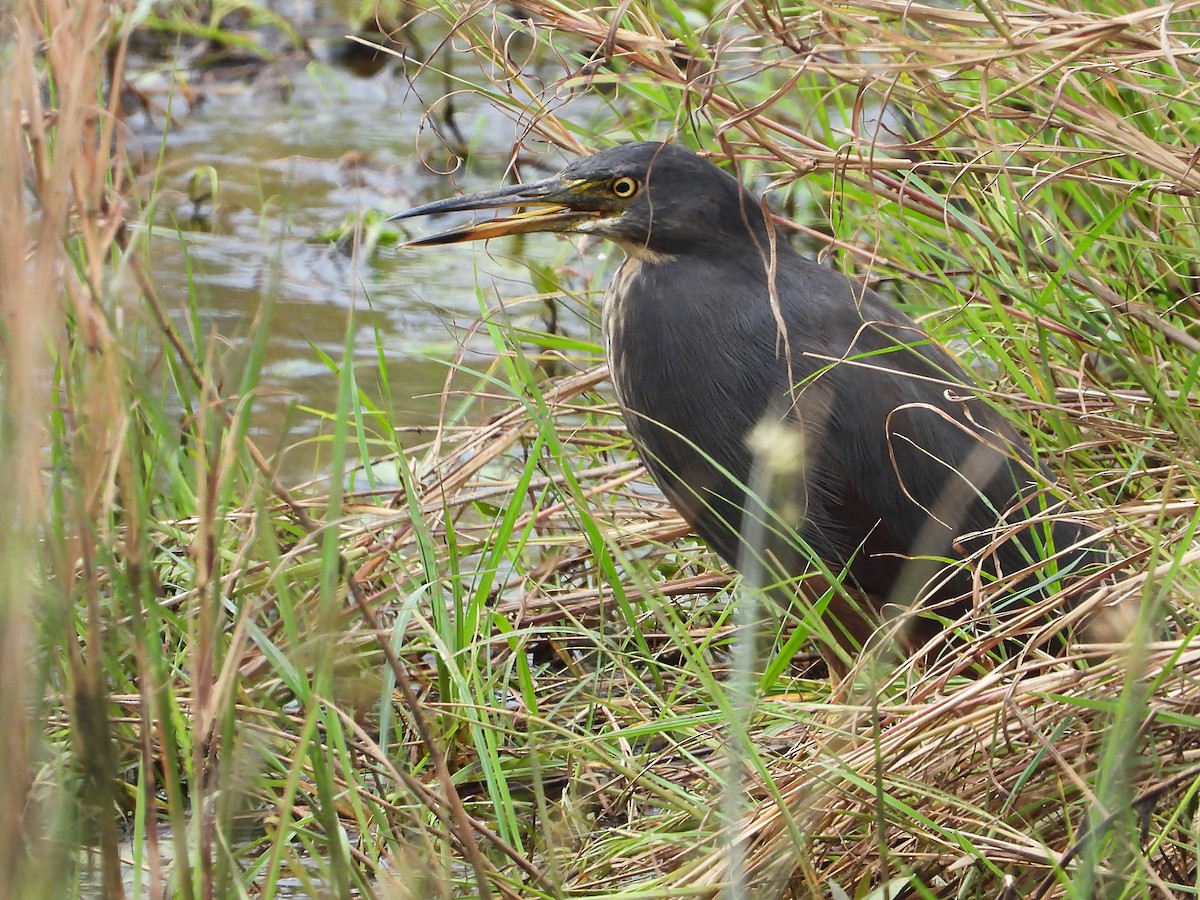 Rufous-bellied Heron - ML646312184