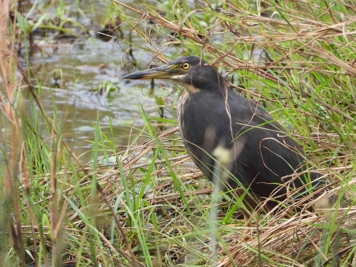 Rufous-bellied Heron - ML646312185