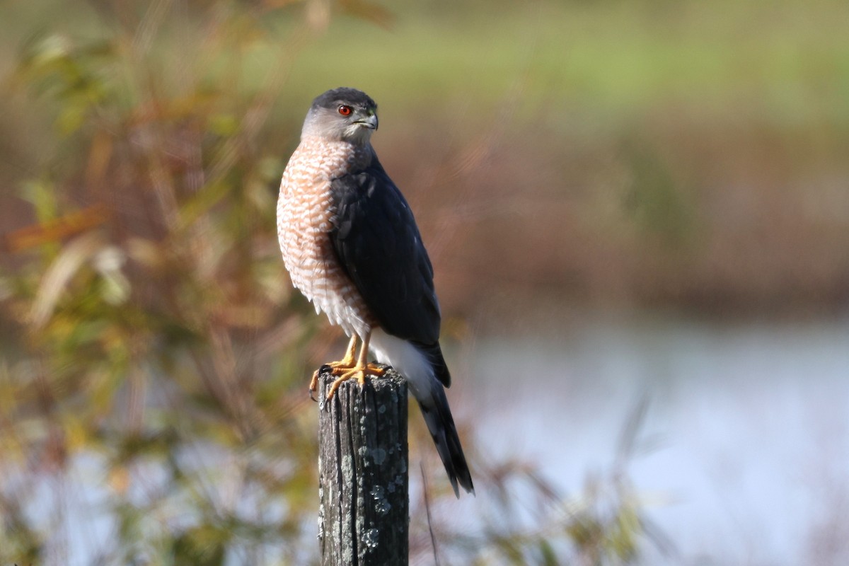 Cooper's Hawk - ML646312193