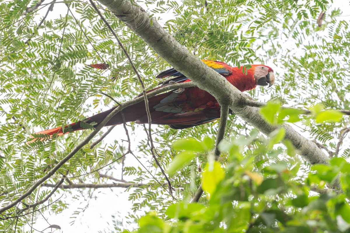 Scarlet Macaw - ML646312204