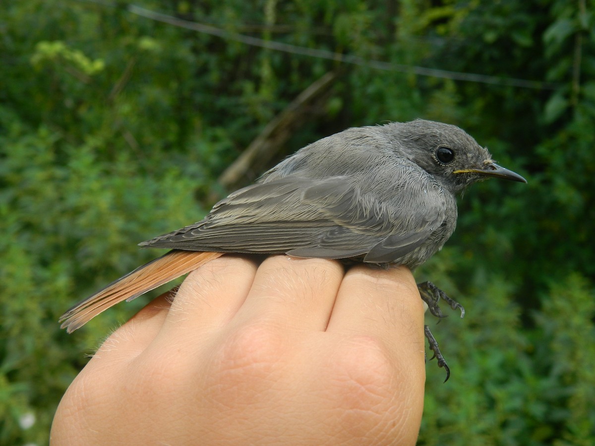 Black Redstart - ML646312205