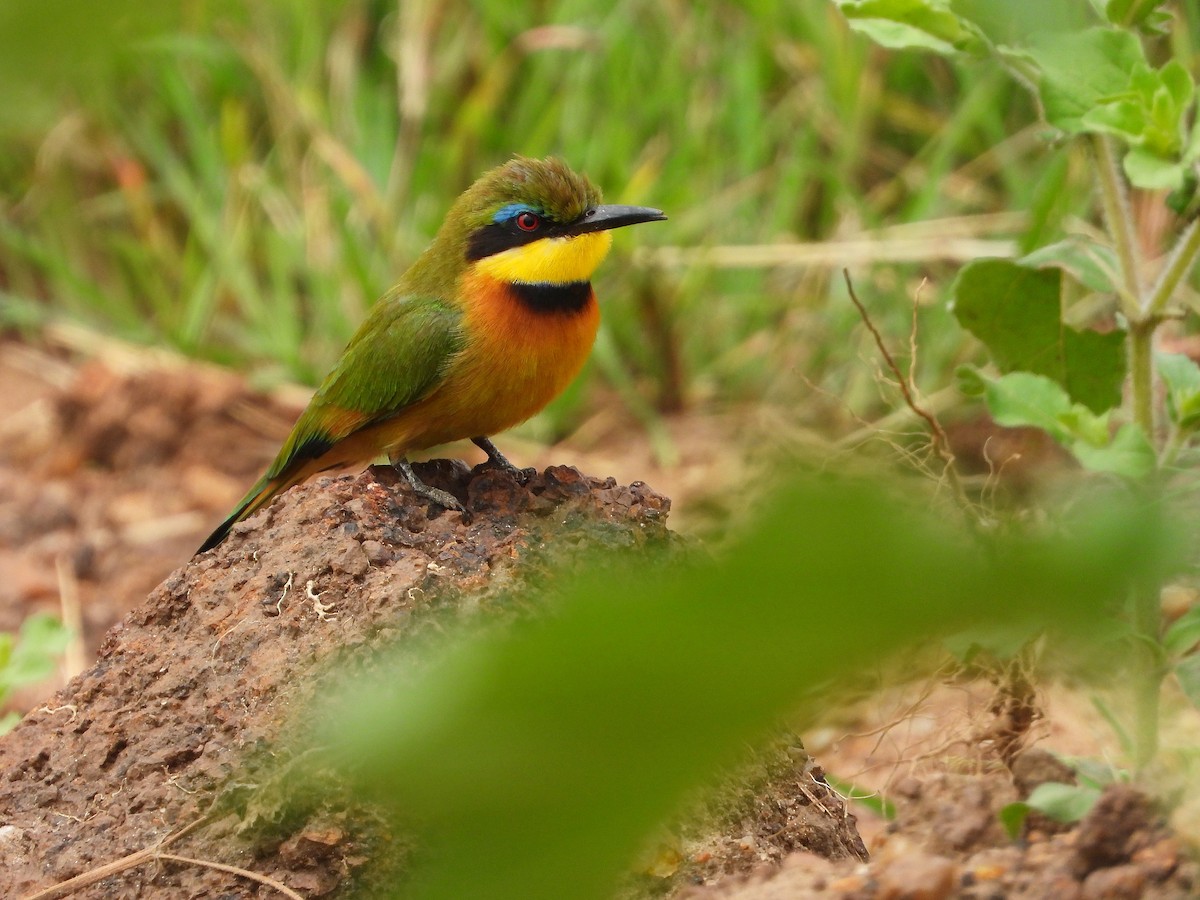 Little Bee-eater - ML646312206
