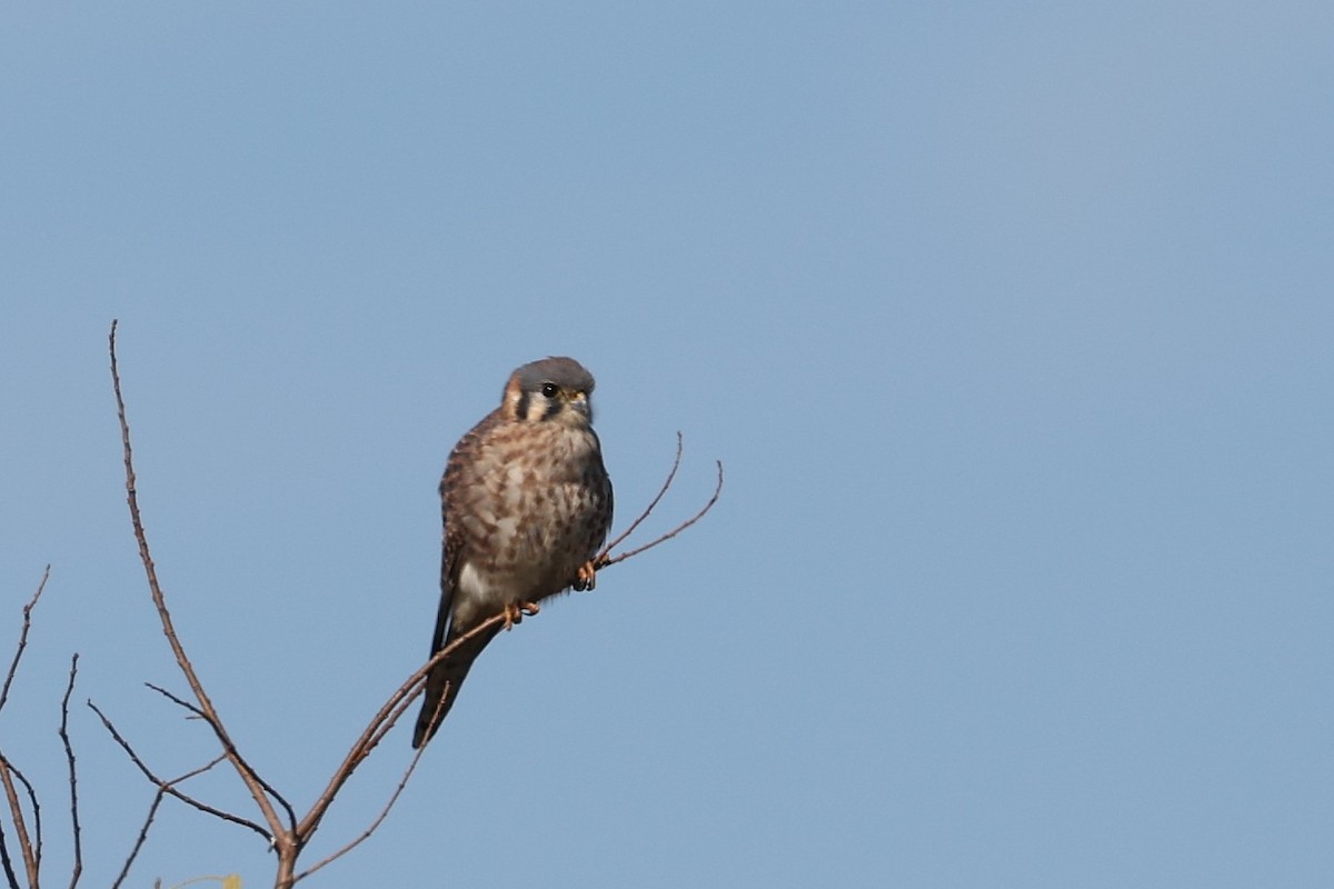 American Kestrel - ML646312208