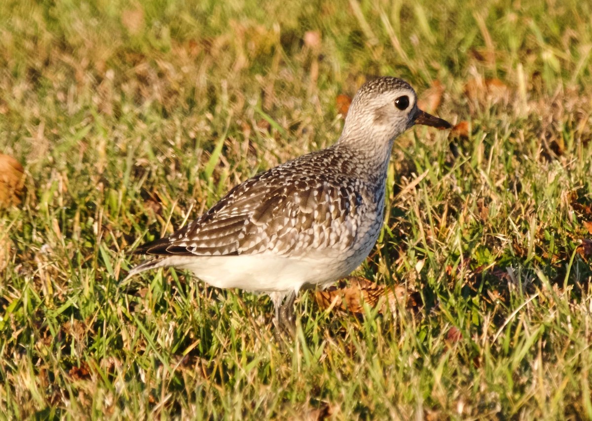 Chorlito Gris - ML646312210