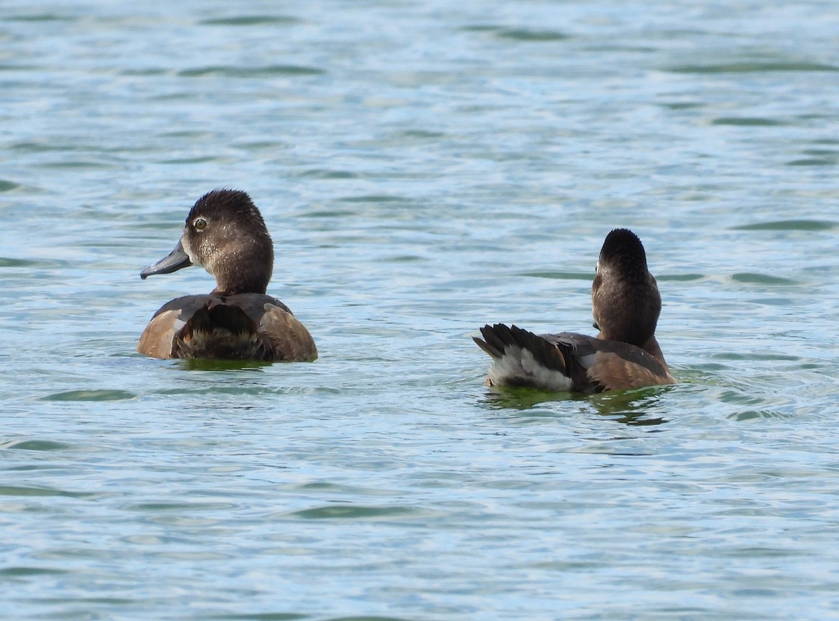 Ring-necked Duck - ML646312215