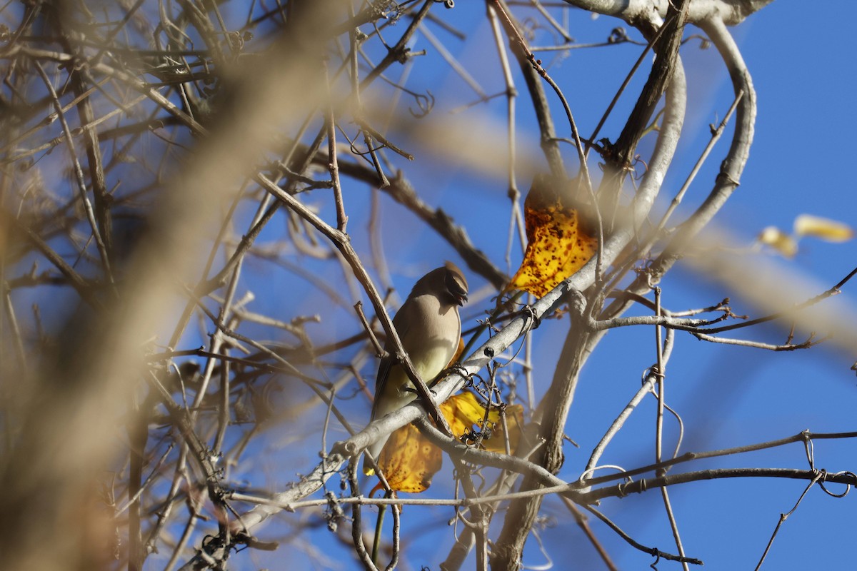 ヒメレンジャク - ML646312216