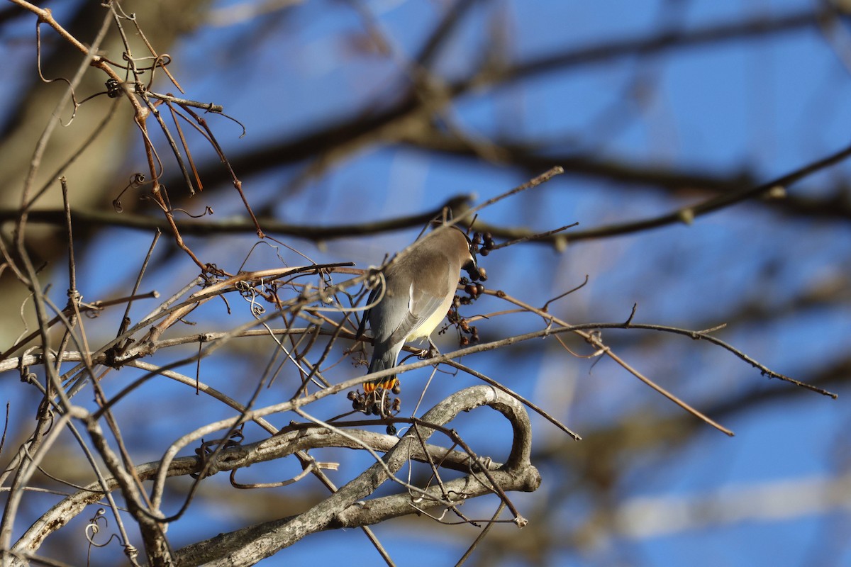 ヒメレンジャク - ML646312217