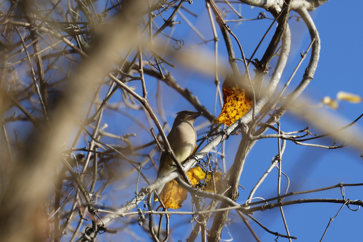 ヒメレンジャク - ML646312218