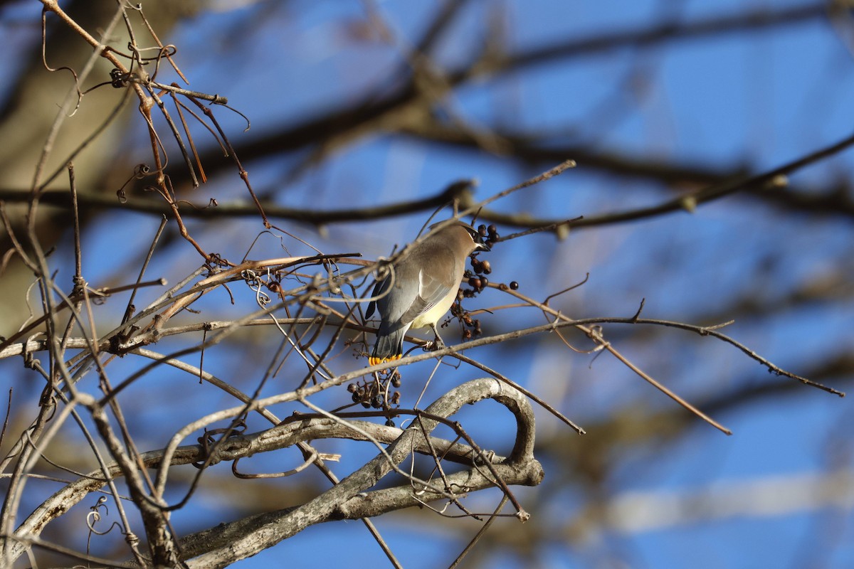 ヒメレンジャク - ML646312219