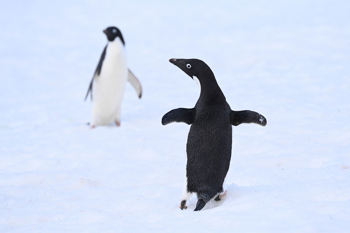 Adelie Penguin - ML646312220