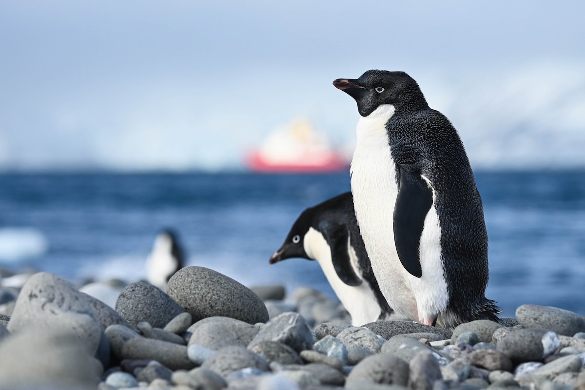 Adelie Penguin - ML646312221