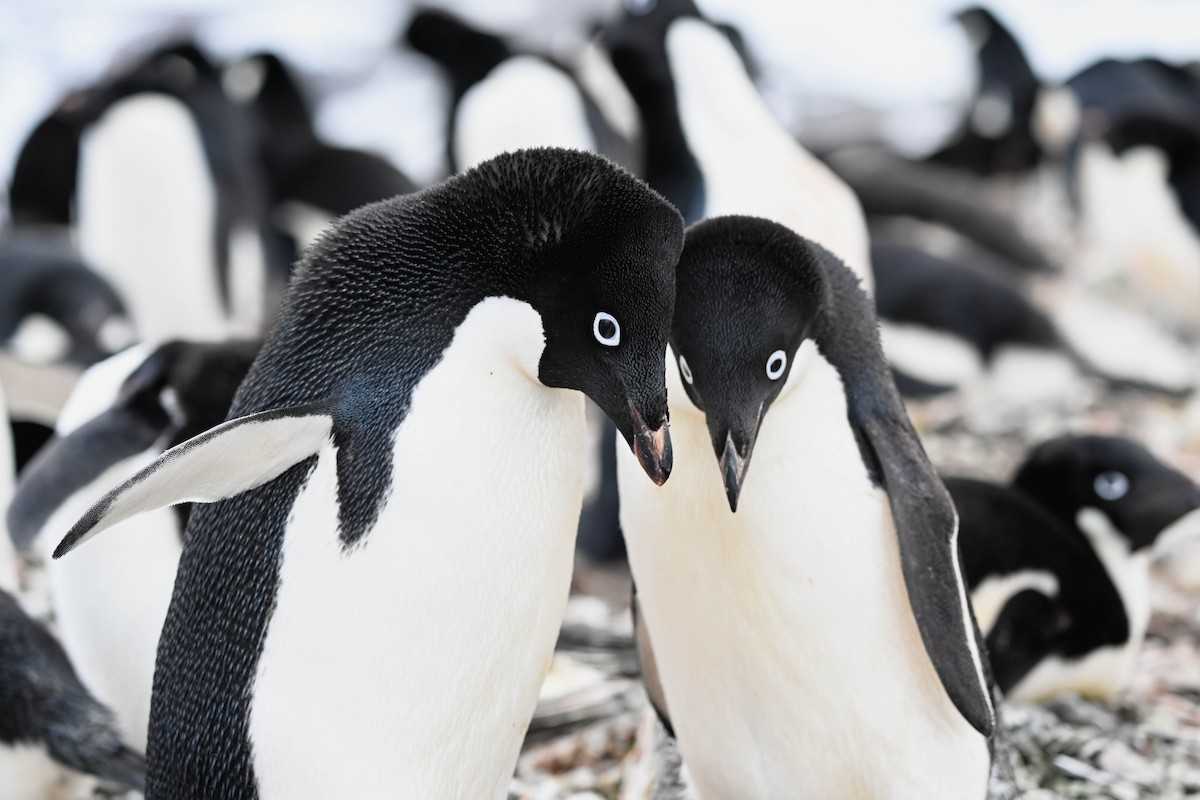 Adelie Penguin - ML646312222