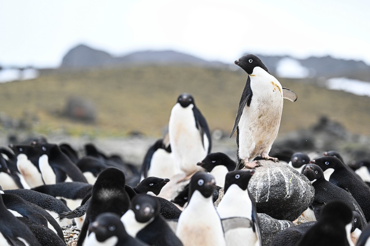Adelie Penguin - ML646312223