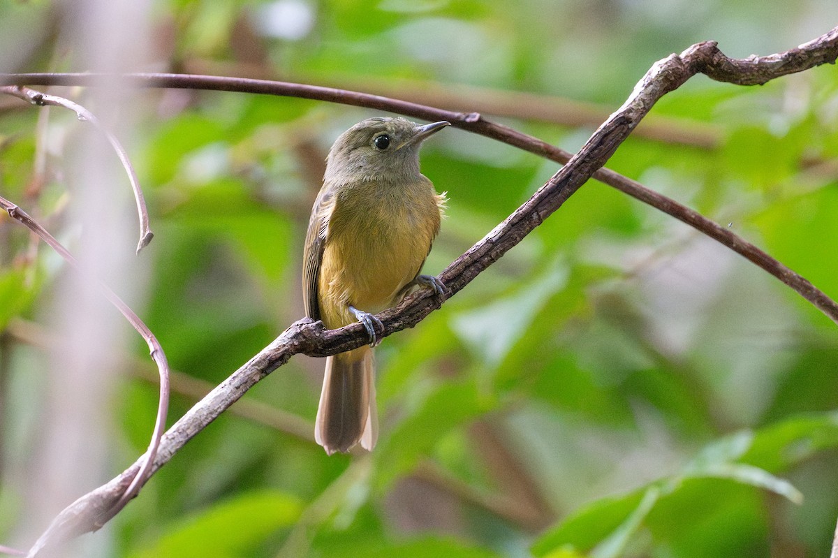 Pipromorphe roussâtre - ML646312224