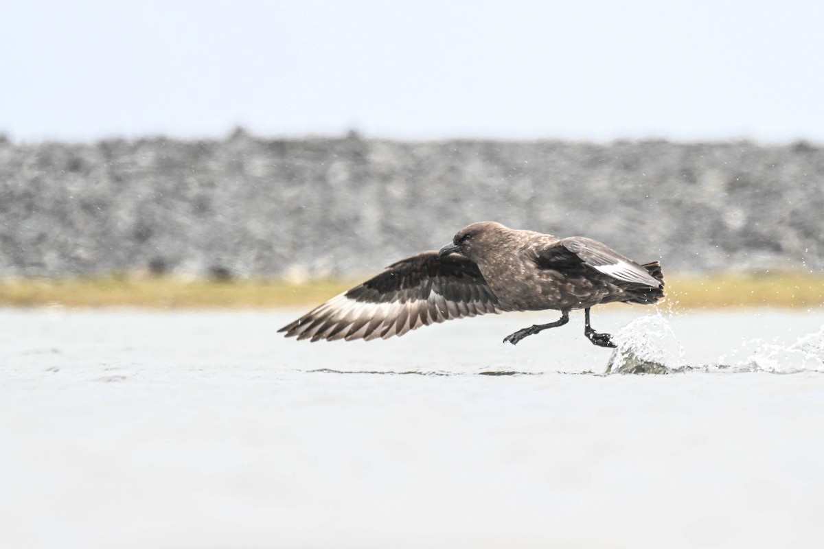 灰賊鷗 - ML646312225