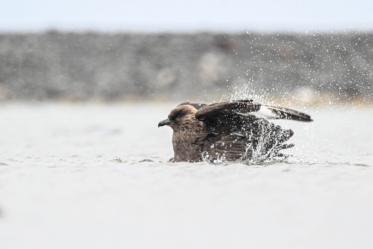 灰賊鷗 - ML646312226