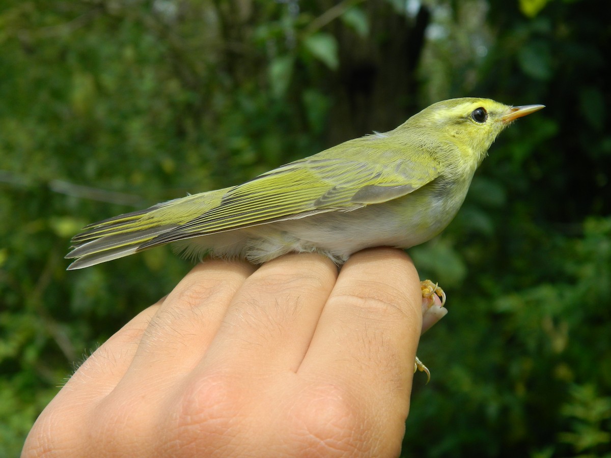 Wood Warbler - ML646312228