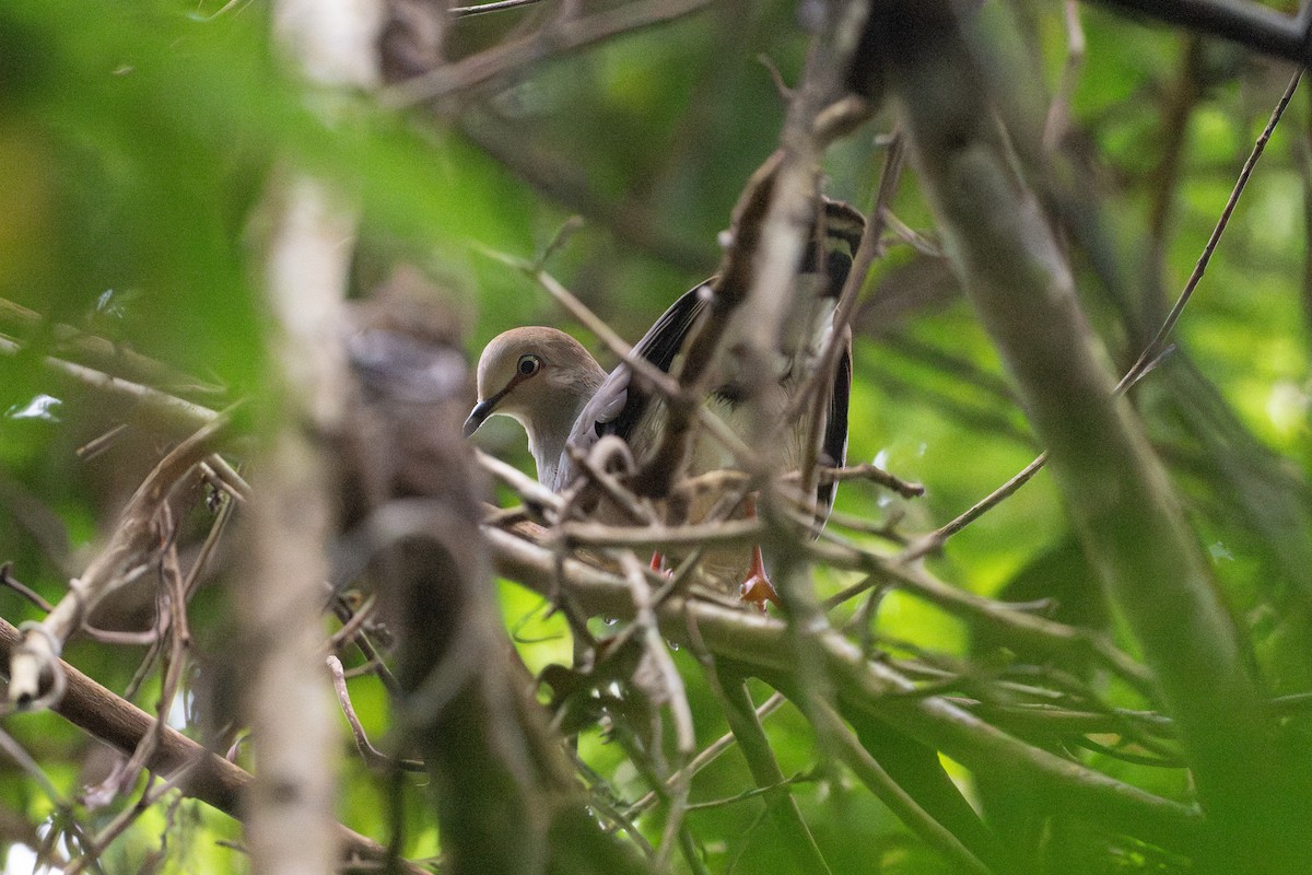 Gray-chested Dove - ML646312230
